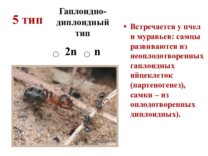 5 тип Встречается у пчел и муравьев: самцы развиваются из неоплодотворенных