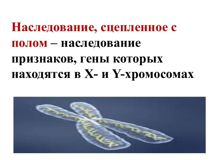 Наследование, сцепленное с полом – наследование признаков, гены которых находятся в Х- и Y-хромосомах