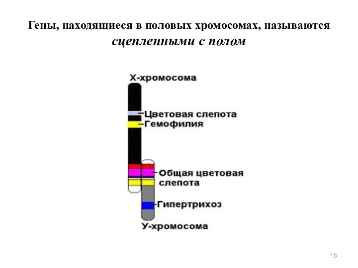 Гены, находящиеся в половых хромосомах, называются сцепленными с полом