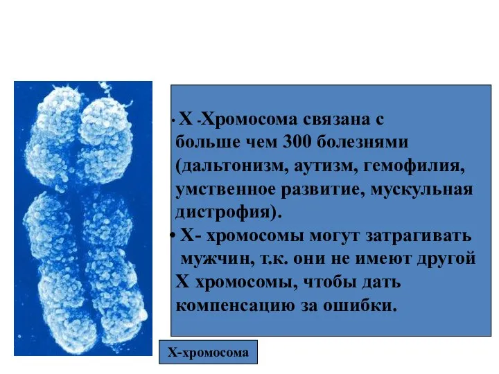 Половые хромосомы Х-хромосома Х -Хромосома связана с больше чем 300 болезнями