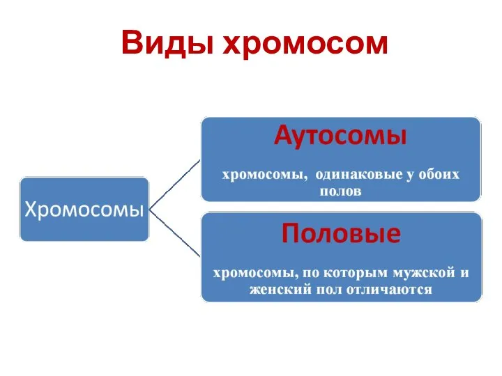 Виды хромосом