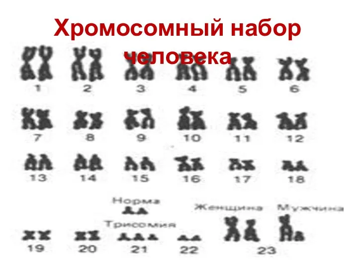 Хромосомный набор человека