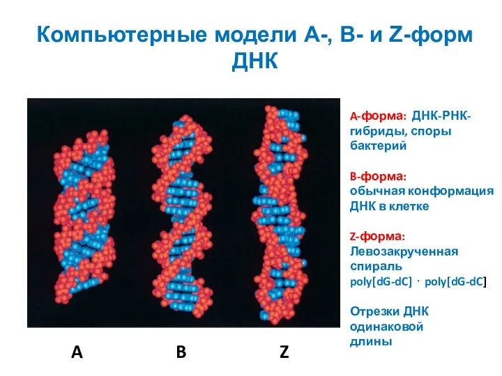 Компьютерные модели A-, B- и Z-форм ДНК A B Z A-форма: