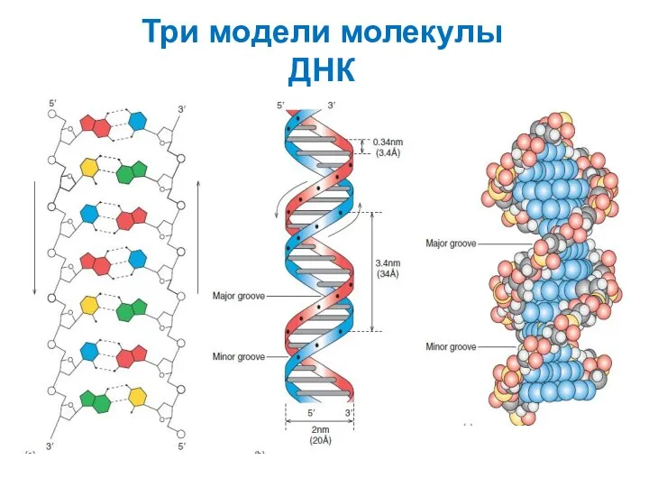 Три модели молекулы ДНК