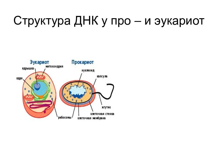 Структура ДНК у про – и эукариот