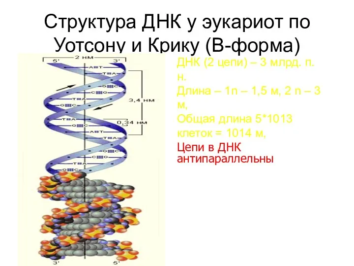 Структура ДНК у эукариот по Уотсону и Крику (В-форма) ДНК (2