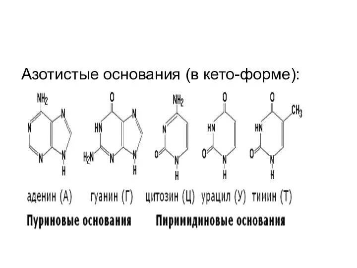 Азотистые основания (в кето-форме):