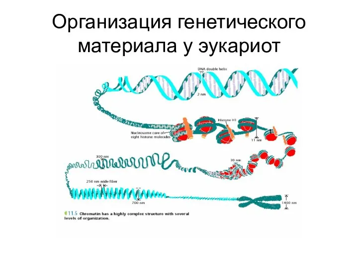 Организация генетического материала у эукариот