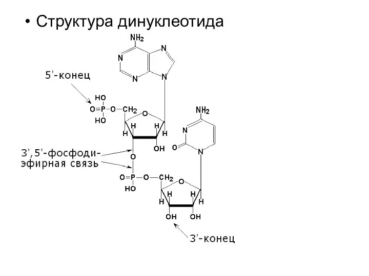 Структура динуклеотида