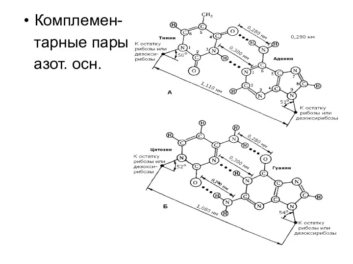 Комплемен- тарные пары азот. осн.