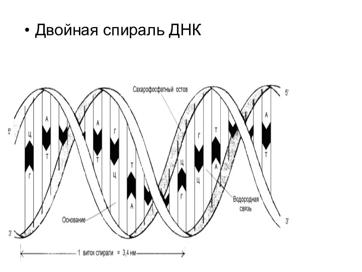 Двойная спираль ДНК