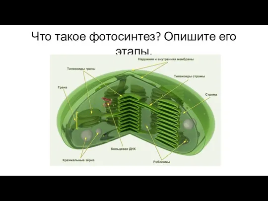 Что такое фотосинтез? Опишите его этапы.