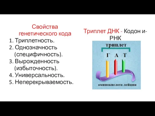 Свойства генетического кода 1. Триплетность. 2. Однозначность (специфичность). 3. Вырожденность (избыточность).