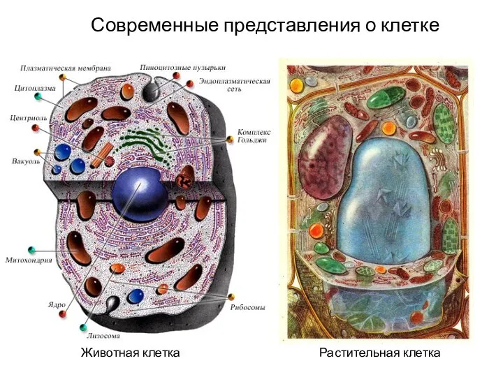 Современные представления о клетке Животная клетка Растительная клетка