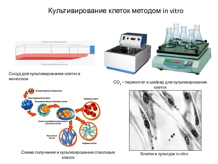 Культивирование клеток методом in vitro Сосуд для культивирования клеток в монослое