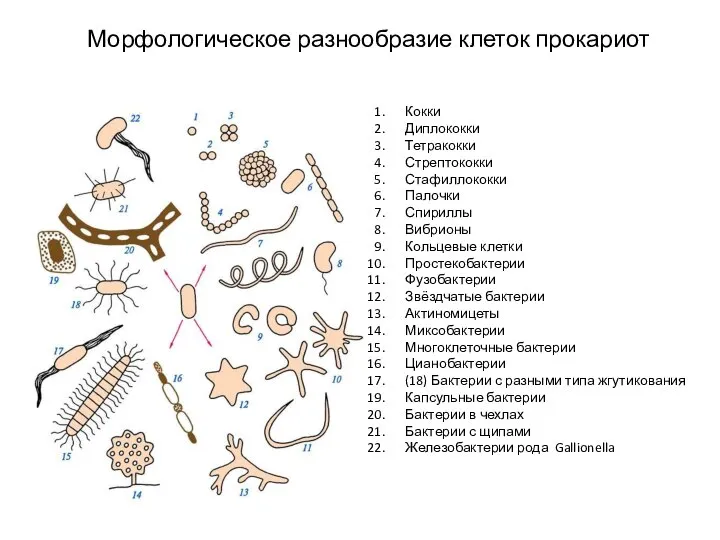 Морфологическое разнообразие клеток прокариот Кокки Диплококки Тетракокки Стрептококки Стафиллококки Палочки Спириллы