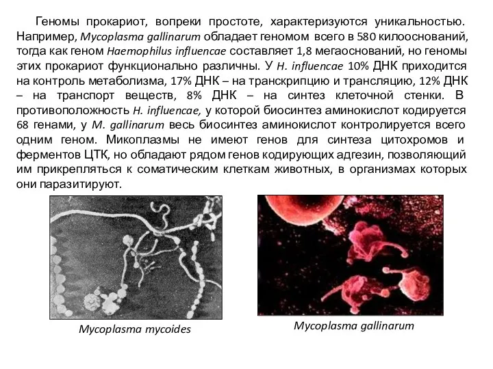 Геномы прокариот, вопреки простоте, характеризуются уникальностью. Например, Mycoplasma gallinarum обладает геномом