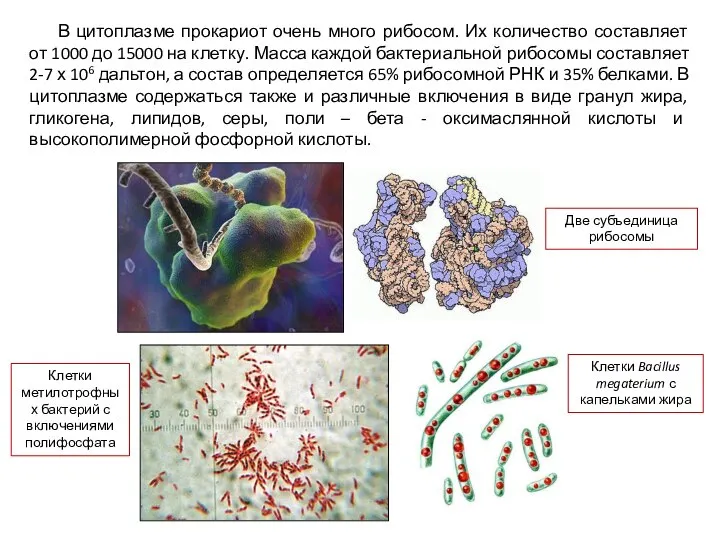 В цитоплазме прокариот очень много рибосом. Их количество составляет от 1000