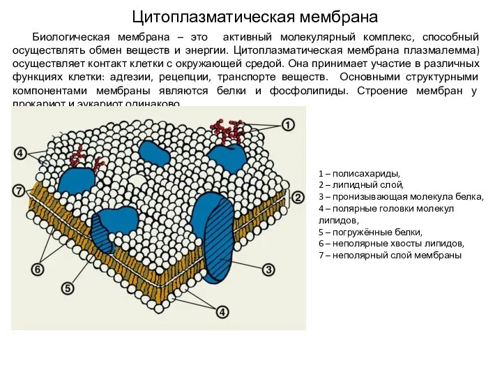 Цитоплазматическая мембрана Биологическая мембрана – это активный молекулярный комплекс, способный осуществлять