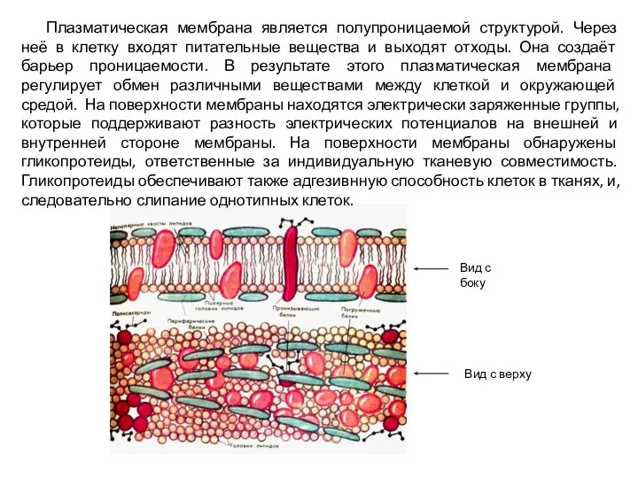 Плазматическая мембрана является полупроницаемой структурой. Через неё в клетку входят питательные