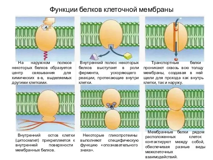 На наружном полюсе некоторых белков образуется центр связывания для химических в-в,