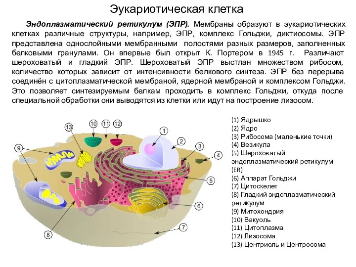 (1) Ядрышко (2) Ядро (3) Рибосома (маленькие точки) (4) Везикула (5)