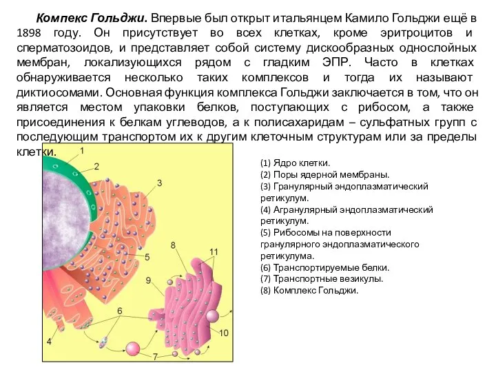 (1) Ядро клетки. (2) Поры ядерной мембраны. (3) Гранулярный эндоплазматический ретикулум.