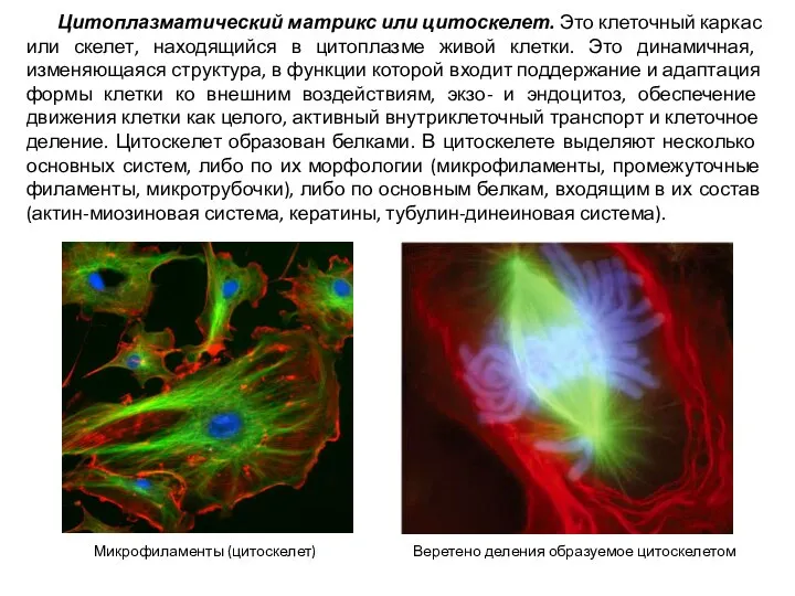 Цитоплазматический матрикс или цитоскелет. Это клеточный каркас или скелет, находящийся в