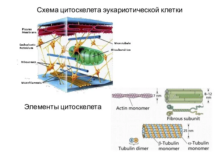 Схема цитоскелета эукариотической клетки Элементы цитоскелета