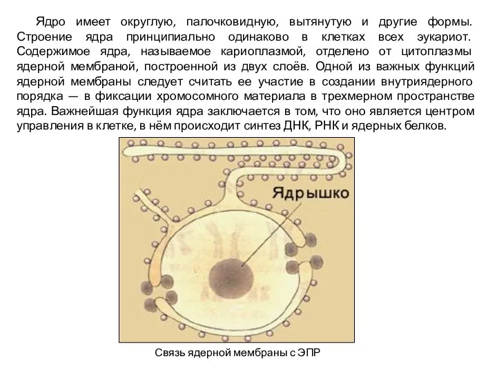 Ядро имеет округлую, палочковидную, вытянутую и другие формы. Строение ядра принципиально