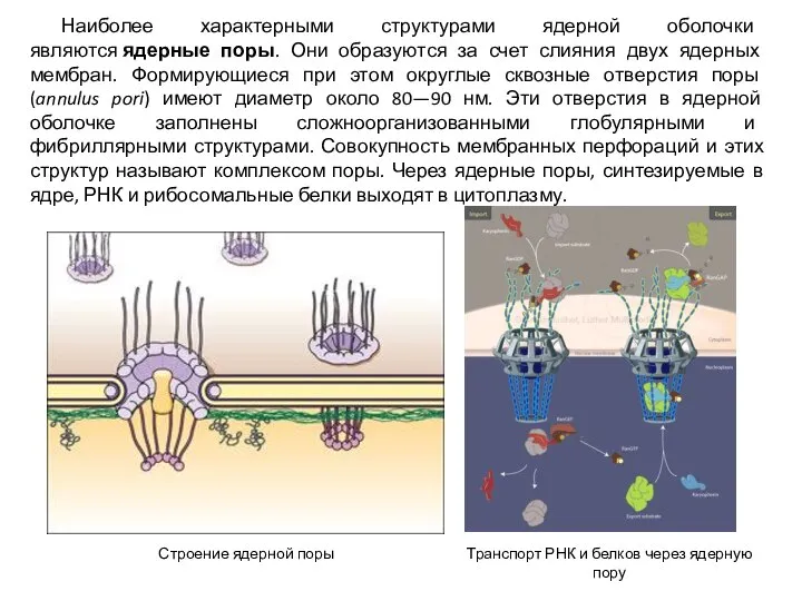Наиболее характерными структурами ядерной оболочки являются ядерные поры. Они образуются за