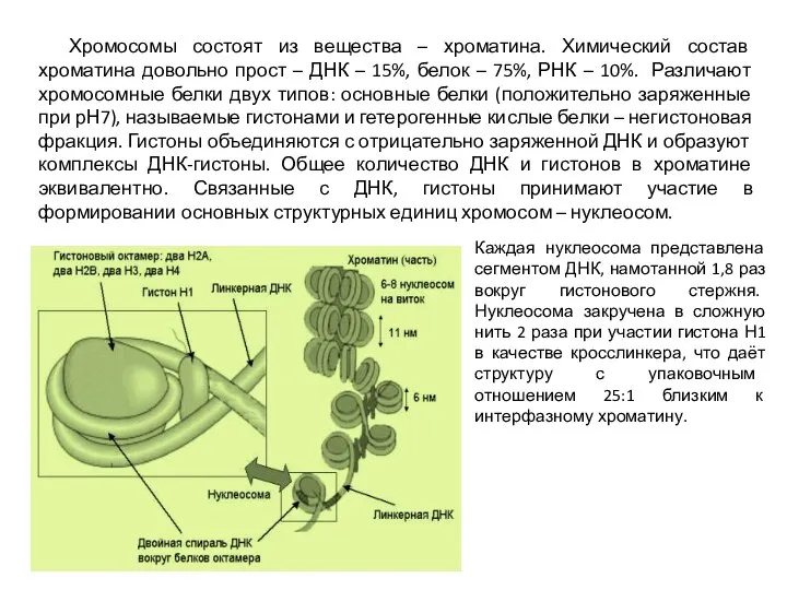 Хромосомы состоят из вещества – хроматина. Химический состав хроматина довольно прост