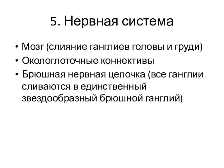 5. Нервная система Мозг (слияние ганглиев головы и груди) Окологлоточные коннективы