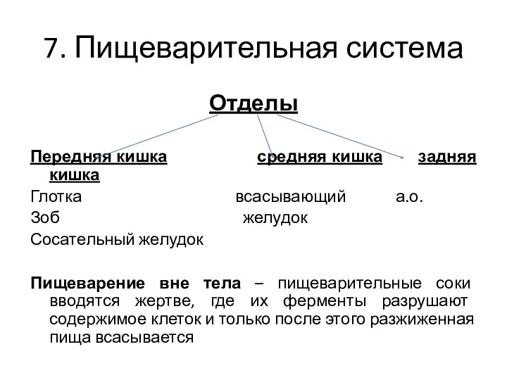 7. Пищеварительная система Отделы Передняя кишка средняя кишка задняя кишка Глотка