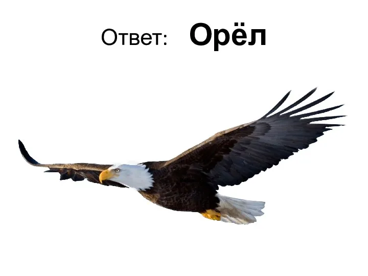 Ответ: Орёл