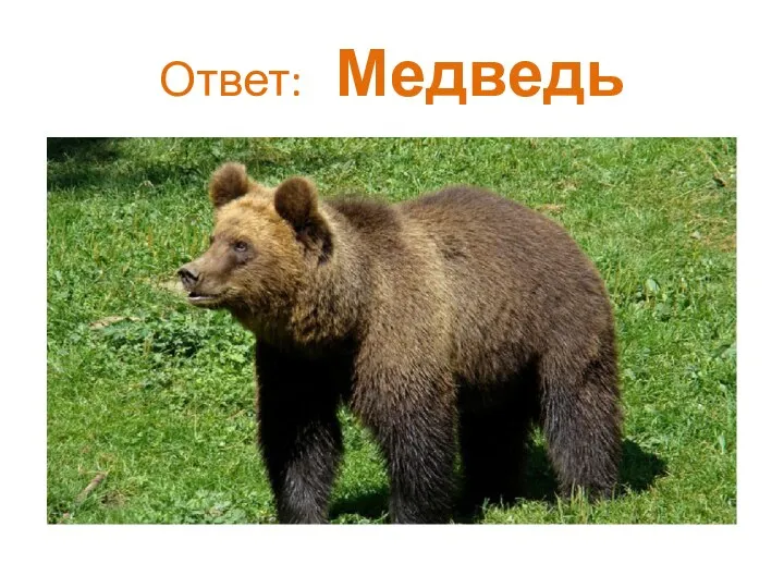 Ответ: Медведь