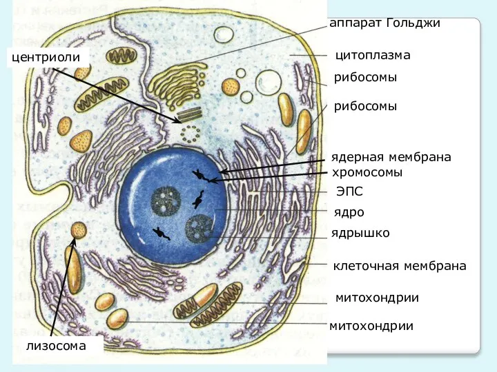 ЭПС аппарат Гольджи митохондрии митохондрии цитоплазма рибосомы рибосомы клеточная мембрана ядрышко