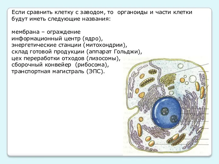 Если сравнить клетку с заводом, то органоиды и части клетки будут