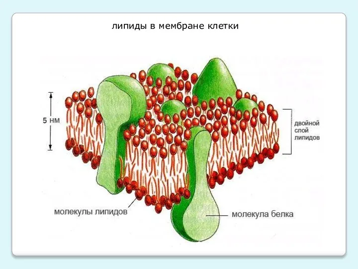 липиды в мембране клетки