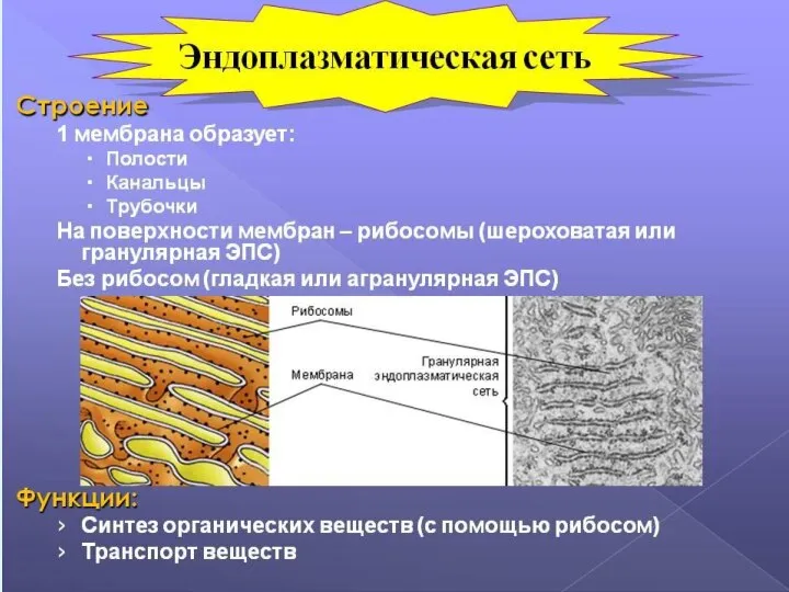 ЭПС - эндоплазматическая сеть благодаря наличию специальных ферментов синтезирует жиры и