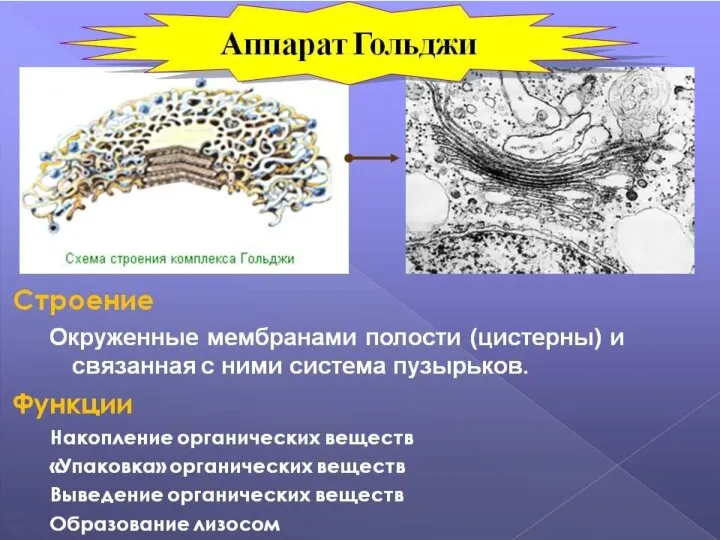 аппарат Гольджи — «сортирует» белки, выводит вещества, произведенные ЭПС, образует лизосомы.