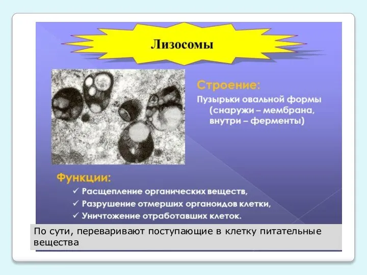 По сути, переваривают поступающие в клетку питательные вещества