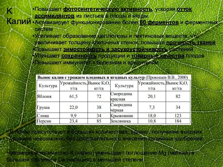 K Калий Повышает фотосинтетическую активность, ускоряя отток ассимилянтов из листьев в