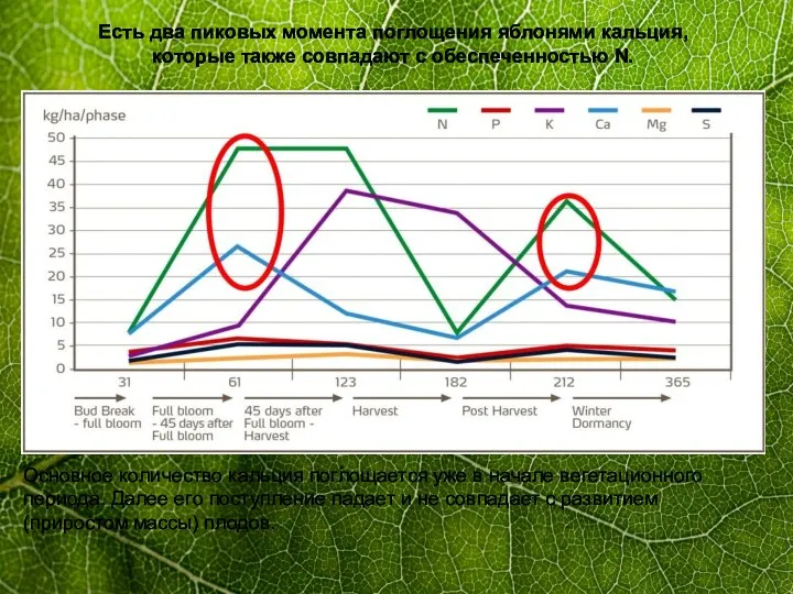 Основное количество кальция поглощается уже в начале вегетационного периода. Далее его
