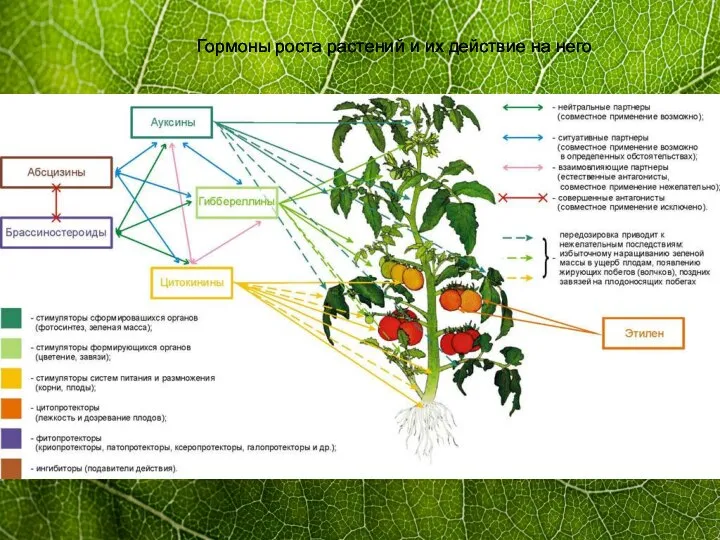 Гормоны роста растений и их действие на него