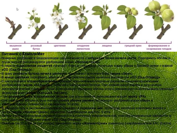 Питание с КомплеМет Внесение удобрений в плодоносящем саду начинается с набухания