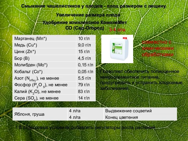 Смыкание чашелистиков у плодов - плод размером с лещину. Увеличение размера