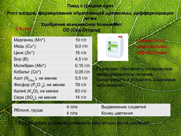 Плод с грецкий орех Рост плодов, формирование обрастающей древесины, дифференциация почек