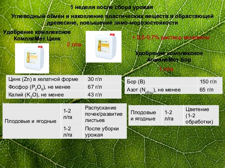 1 неделя после сбора урожая Углеводный обмен и накопление пластических веществ