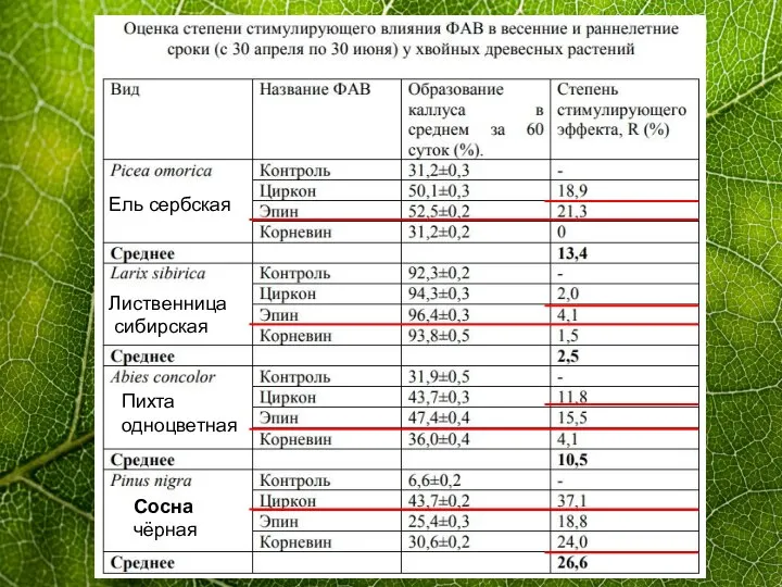 Ель сербская Лиственница сибирская Пихта одноцветная Сосна чёрная